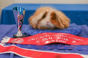 Glamour world of guinea pigs