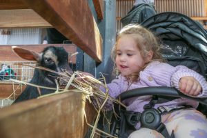Whale of a time at Doveton Show