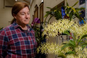 Wondrous orchids steal the show