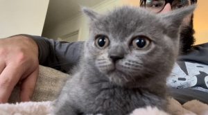 Beyza’s recovery on ‘paws’