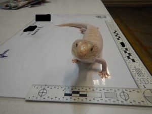 $34K penalty for reptile-trade ringleader