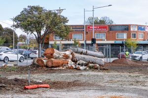 Felled trees’ seeds preserved for ‘biodiversity’