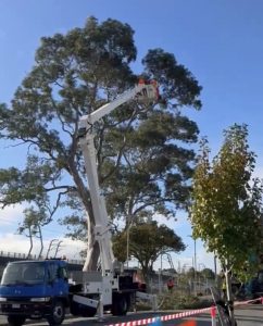 Last rites for Noble Park giant gums
