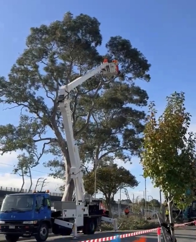 treeNP_480788_03.jpg