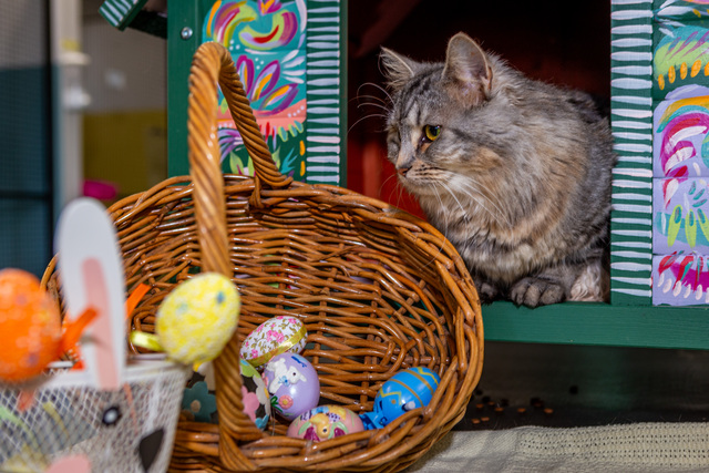 Council’s pets policy open to feedback
