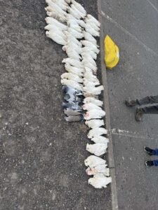 Hundreds of poisoned birds dropped dead