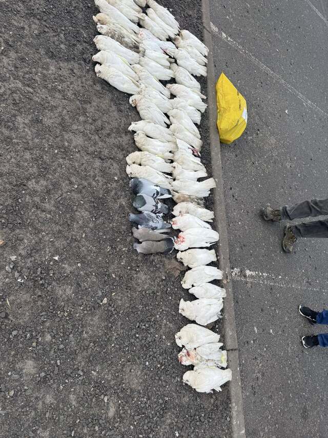 Hundreds of poisoned birds dropped dead