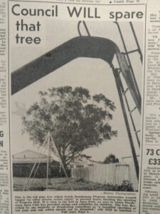 Saving a ‘beautiful tree’