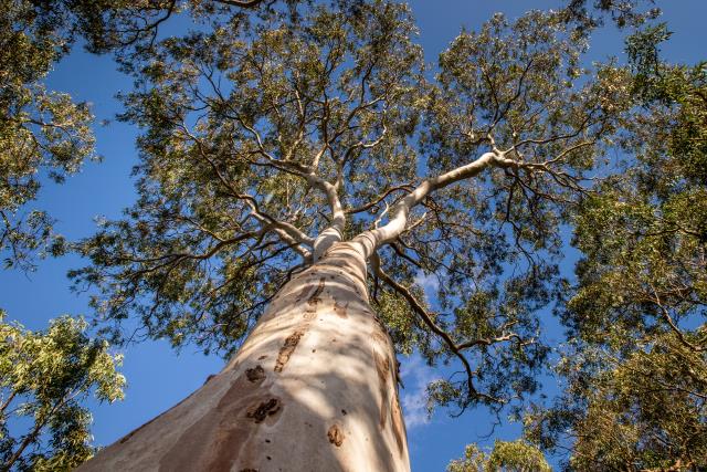 Efforts to restore Coomoora woodland