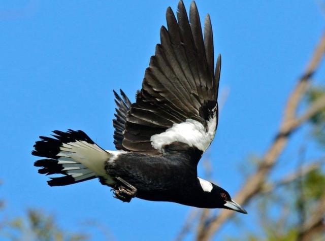 Cover your head, it’s swooping season!