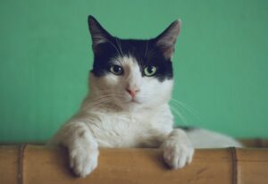 Cat curfew in the spotlight for Casey