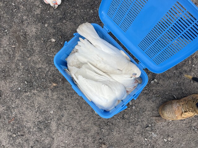 Update on hundreds of dead birds in Springvale