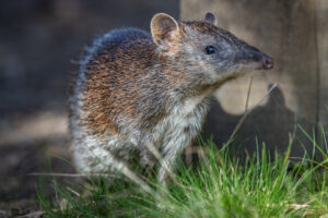 Bandicoot shelters put to the test at Cranbourne Gardens