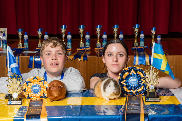 Best guinea pigs on show