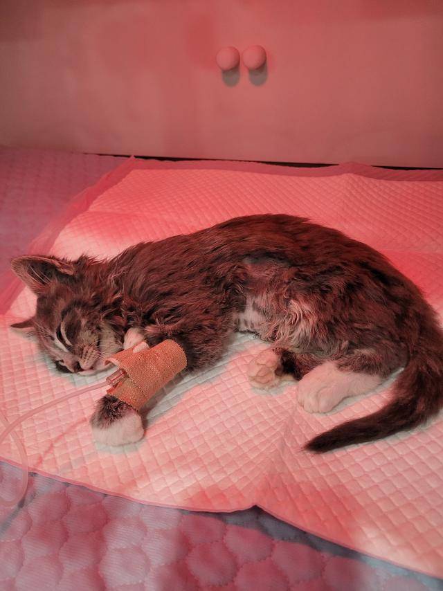 Single mum struggles as insurer denies vet bill for sick kitten