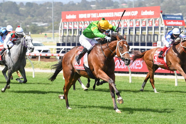 Tough as teak Taramansour