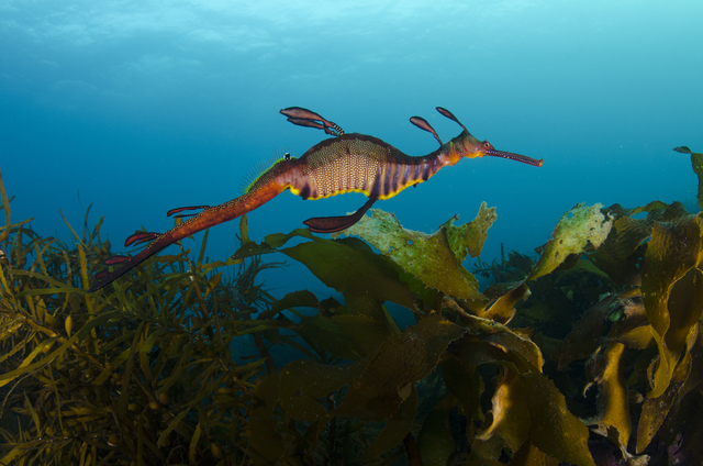 Magic beneath the mud: Sheree Marris dives into Western Port wonders