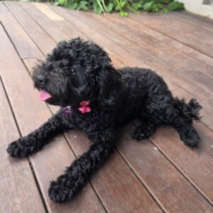 Noble Park woman arrested, Dora the pup recovered